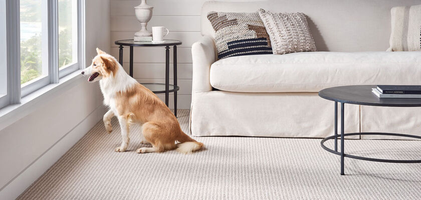 dog looking out window on carpeted floor