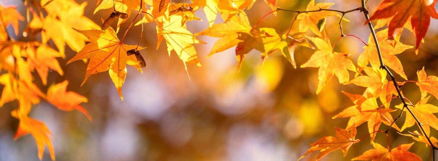 Yellow & orange leaves