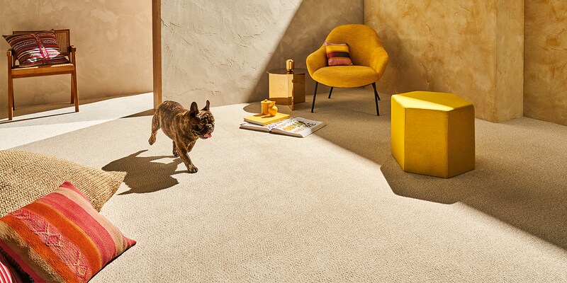 carpeted linving room with yellow chair and end table in the corner with a french bull dog walking through the room