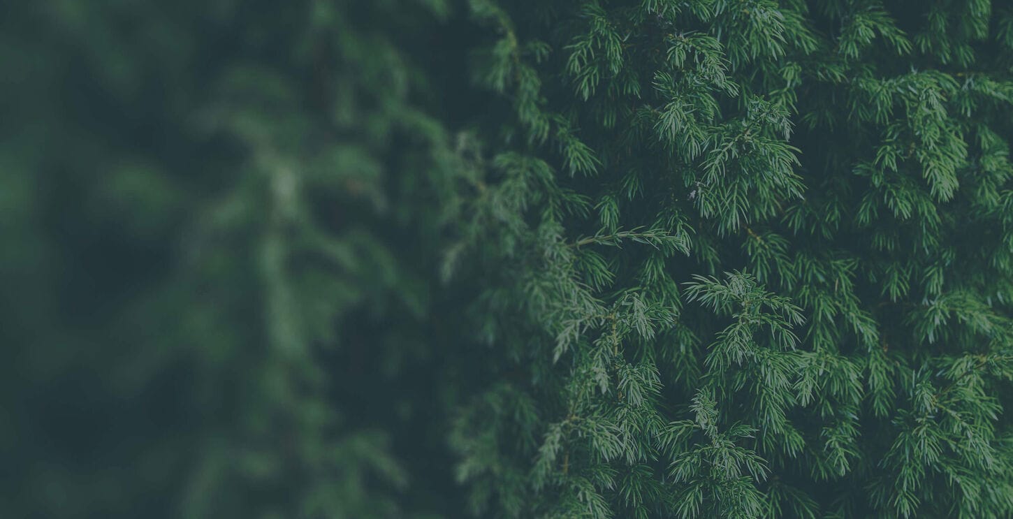 Juniper Background
