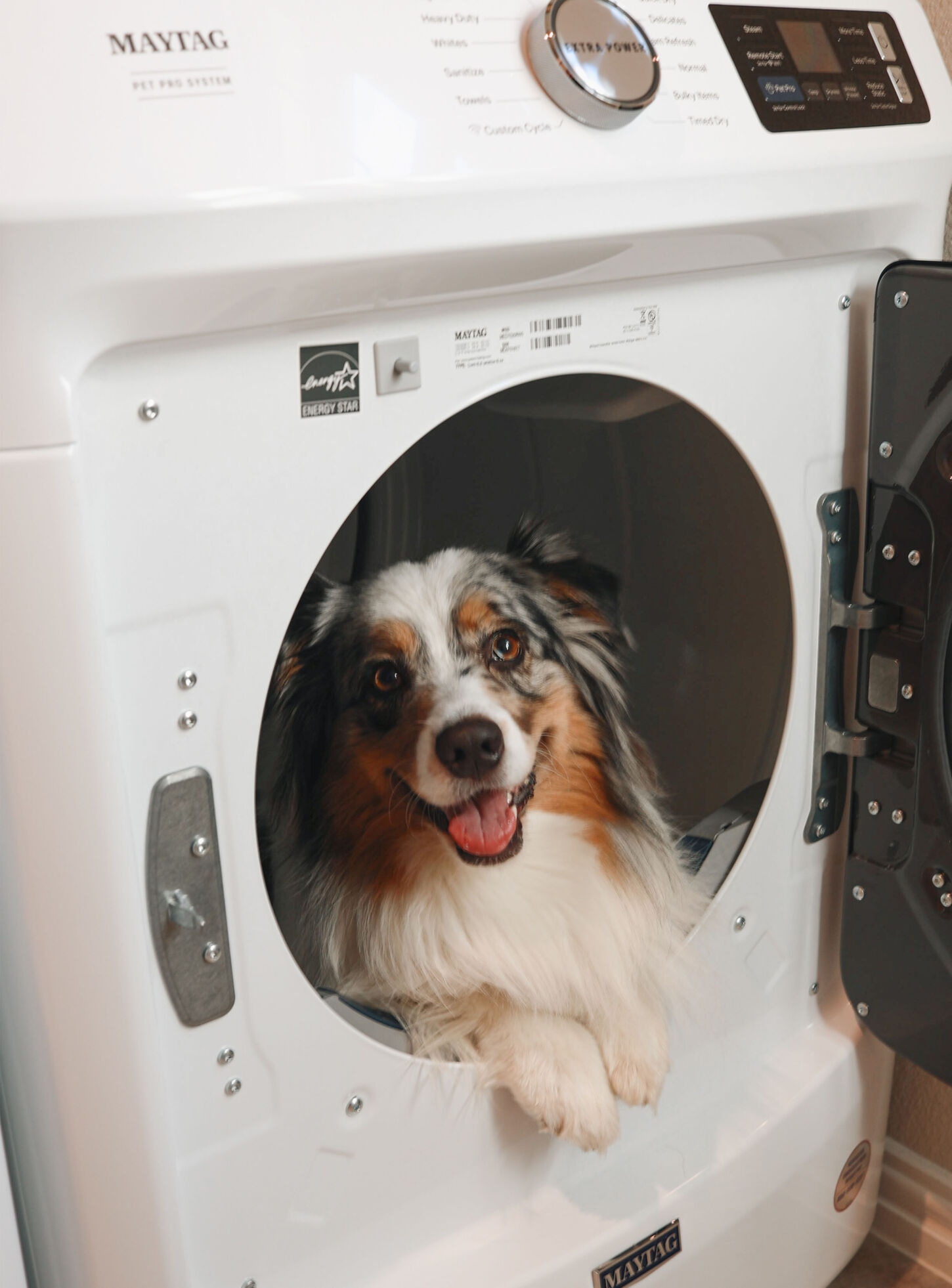 Stilton the Aussie inside of a Maytag dryer