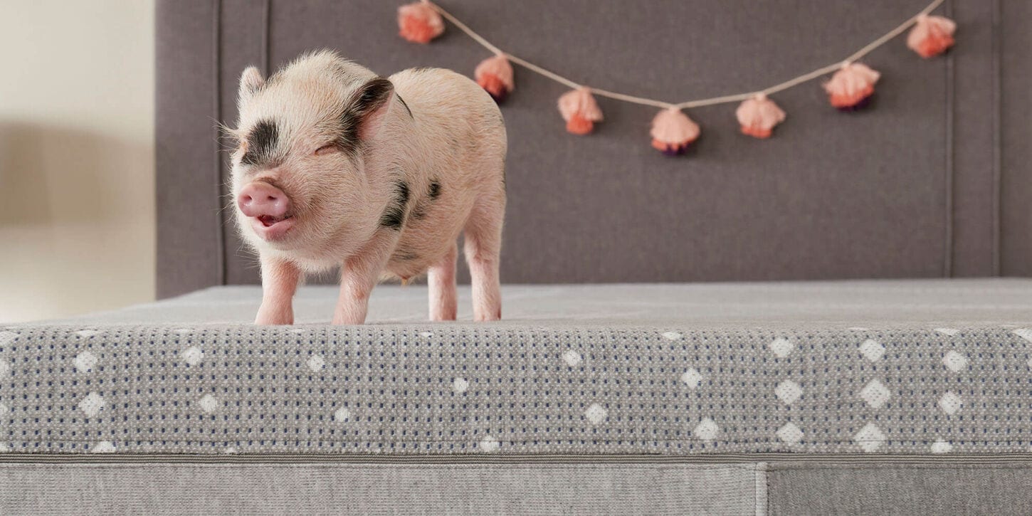 Pig standing on a mattress with decorations in the background