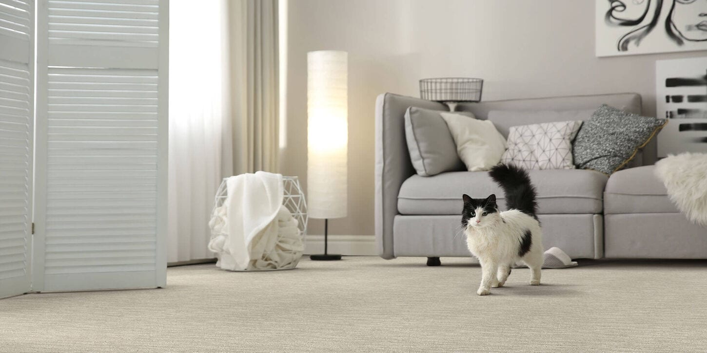 Black and white cat walking across the living room floor with a couch, lamp and shades in the background
