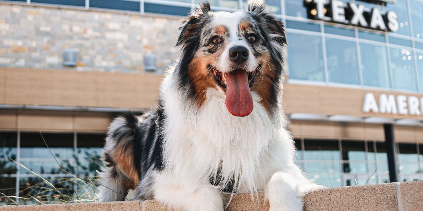 Stilton the Aussie sitting outside of the NFM Texas store
