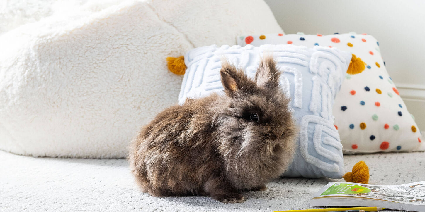 Rabbit on bed with cute pillows