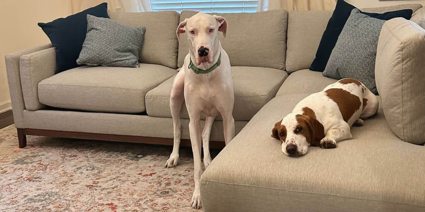 Custom couch in home with different shades of blue pillows and two dogs laying and sitting near the couch.