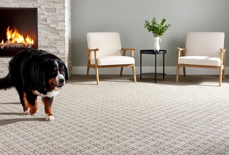 living room with two white and brown chairs a fireplace and a black brown and white dog
