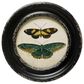 Creative Coop 9.5" Round Moth and Butterfly Wall Art in Distressed Black, Green, Yellow, Pink, Blue and Brown (Set of 4), , large