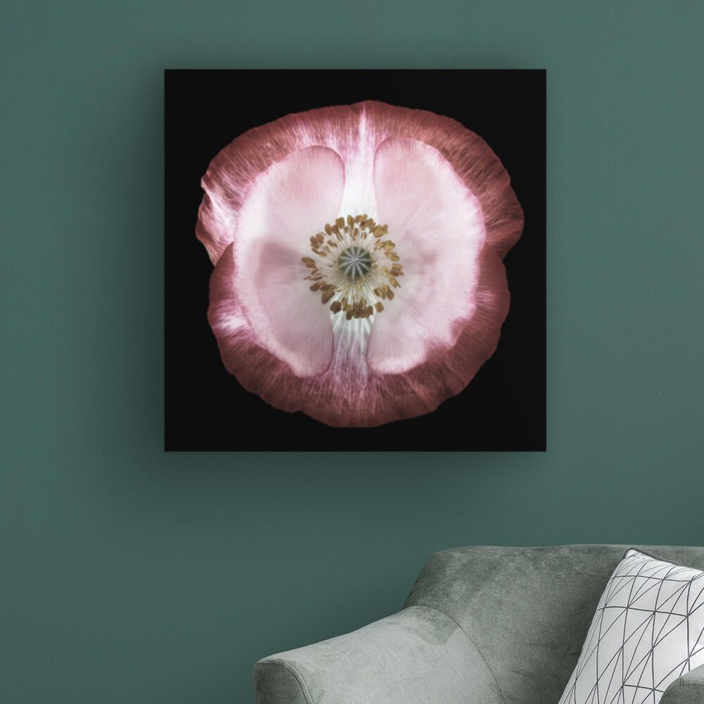 Timberlake Lotte Gronkjar &#39;One of many poppies&#39; 18&quot; x 18&quot; Canvas Art, , large