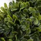 Timberlake 16.5" Square Boxwood Wreath in Green, , large