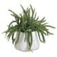 Allstate Floral and Craft Inc 17" Money Succulent Plant in Green, , large