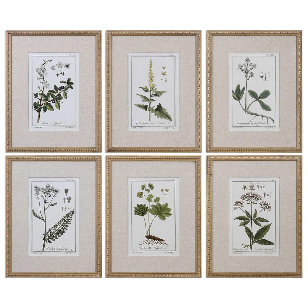 Uttermost Botanical Study Prints &#40;Set of 6&#41;, , large
