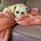 Peking Handicraft 90" x 108" Queen Plush Blanket in Tan Clay, , large
