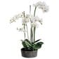 Allstate Floral 37" Phalaenopsis Plant in Cream, , large