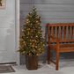 The Gerson Company 4" Potted Pre-Lit Artificial Georgia Pine with White LED Lights in Green, , large