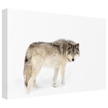 Timberlake Jim Cumming "Canadian Timber Wolf Walking Through The Snow" 16" x 24" Canvas Art in White/Tan/Black, , large