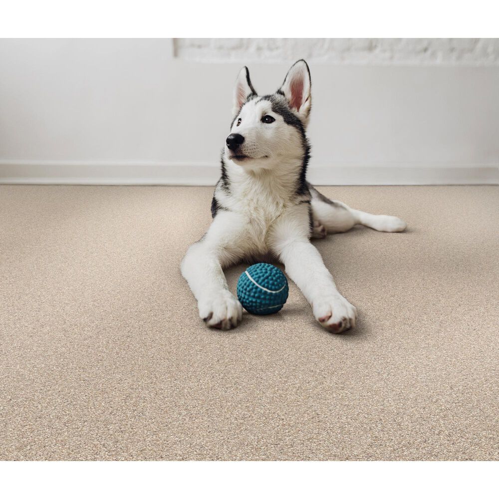 Dixie Home Bella Carpet in Treat, , large