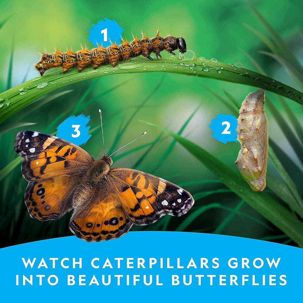 National Geographic Butterfly Growing Kit, , large