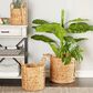 Maple and Jade Dried Coastal Storage Basket in Brown (Set of 3), , large