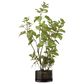 Allstate Floral 36" Cotinus Plant in Green, , large