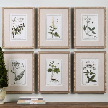 Uttermost Botanical Study Prints (Set of 6), , large