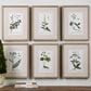 Uttermost Botanical Study Prints (Set of 6), , large