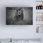 Timberlake Mohammed Alnaser "Lion King" 12" x 19" Canvas Art in Grey/Black, , large