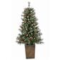 The Gerson Company 4" Potted Pre-Lit Artificial Needle Glacier Pine with White LED Lights in Green, , large