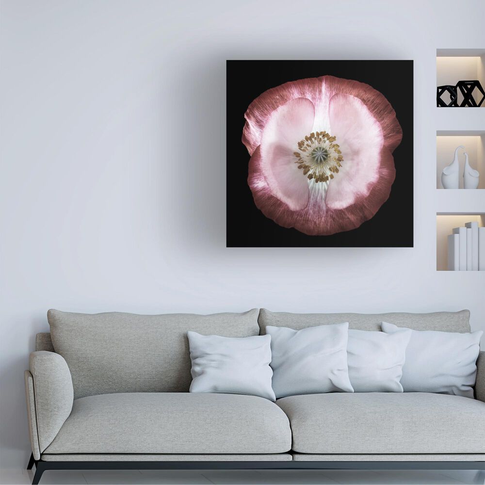 Timberlake Lotte Gronkjar &#39;One of many poppies&#39; 18&quot; x 18&quot; Canvas Art, , large