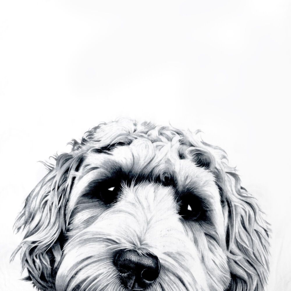 Pavilion Animal Antics Dog Royal Plush Blanket in White, , large