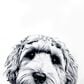 Pavilion Animal Antics Dog Royal Plush Blanket in White, , large