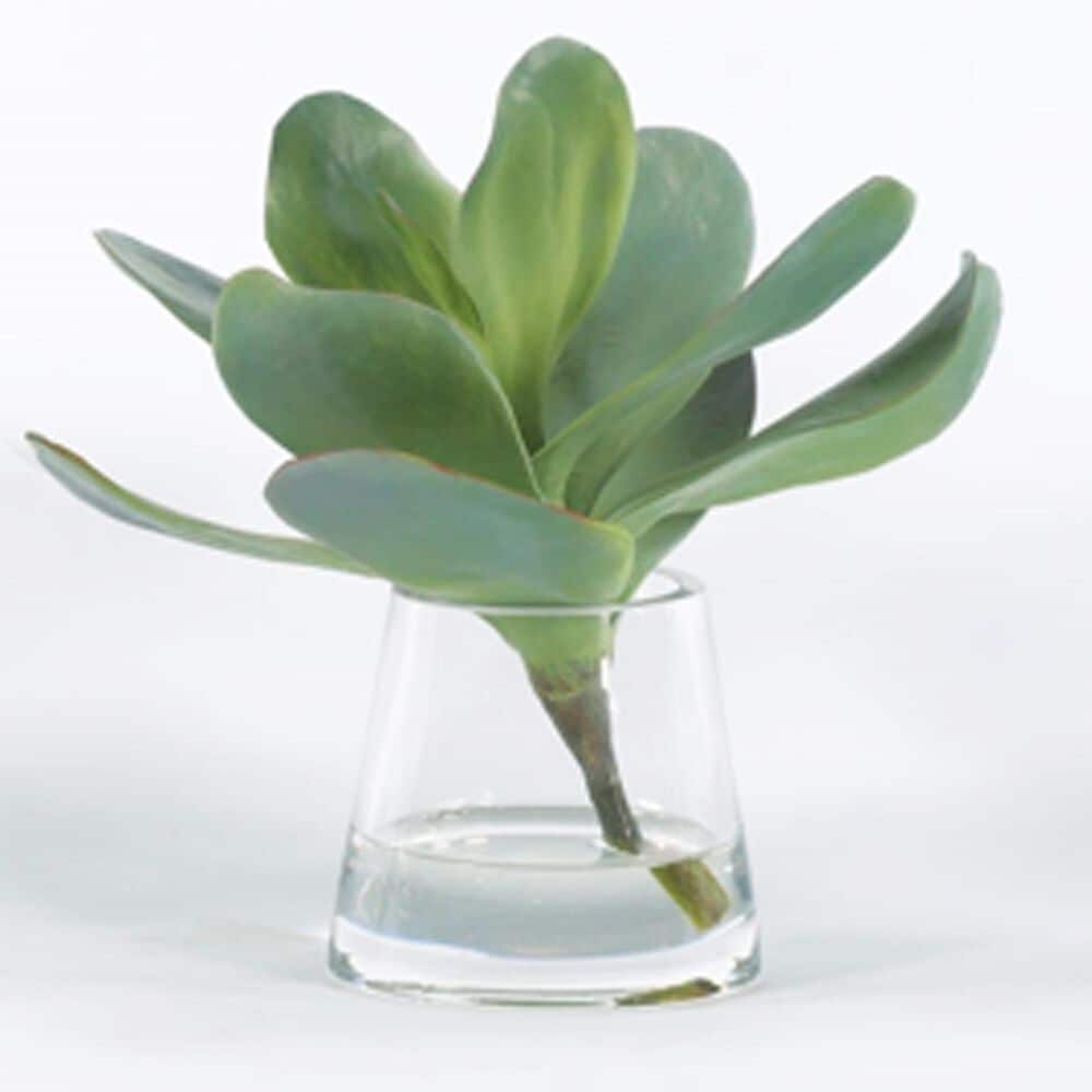 Treemasters Succulent in Water, , large