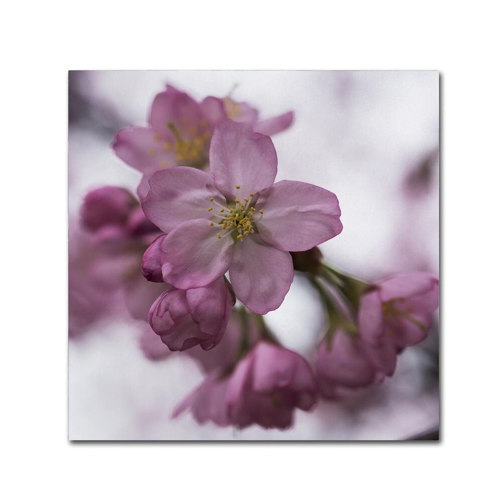 Timberlake 14" x 14" Cherry Pink Canvas Art, , large