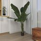 Maple and Jade 70" Artificial Strelitziaceae Tree in Green, , large