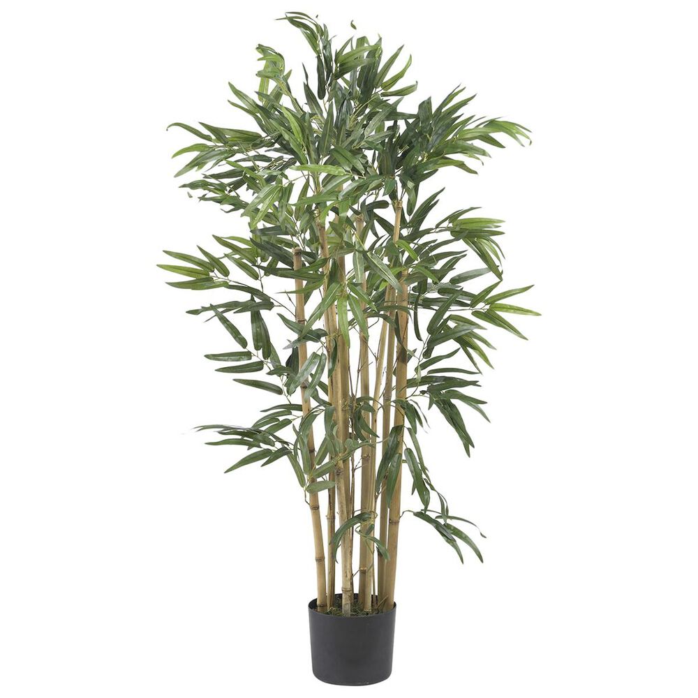 37B 3" Multi Bambusa Bamboo Silk Tree, , large