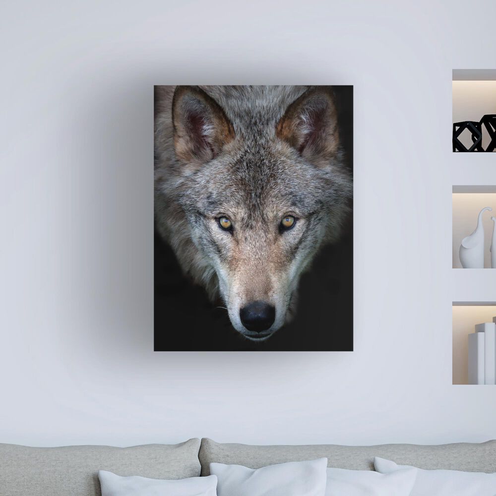 Timberlake Jim Cumming 'All The Better To See You - Timber Wolf' 47" x 35" Canvas Art in Black/Grey/Brown, , large