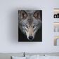 Timberlake Jim Cumming "All The Better To See You - Timber Wolf" 47" x 35" Canvas Art in Black/Grey/Brown, , large
