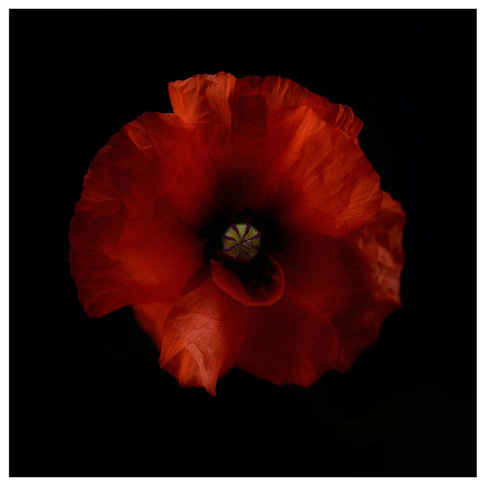 Timberlake Lotte Gronkjar 'One Fresh Poppy' 35" x 35" Canvas Art, , large