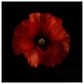 Timberlake Lotte Gronkjar "One Fresh Poppy" 35" x 35" Canvas Art, , large
