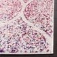 Safavieh Madison MAD604R 4" x 6" Cream and Fuchsia Area Rug, , large