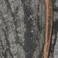 Maple and Jade 48" x 16" Wooden Leaf Intricately Carved Wall Decor in Distressed Gray (Set of 2), , large