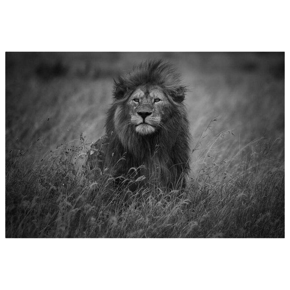 Timberlake Mohammed Alnaser "Lion King" 12" x 19" Canvas Art in Grey/Black, , large