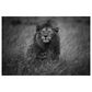 Timberlake Mohammed Alnaser "Lion King" 12" x 19" Canvas Art in Grey/Black, , large