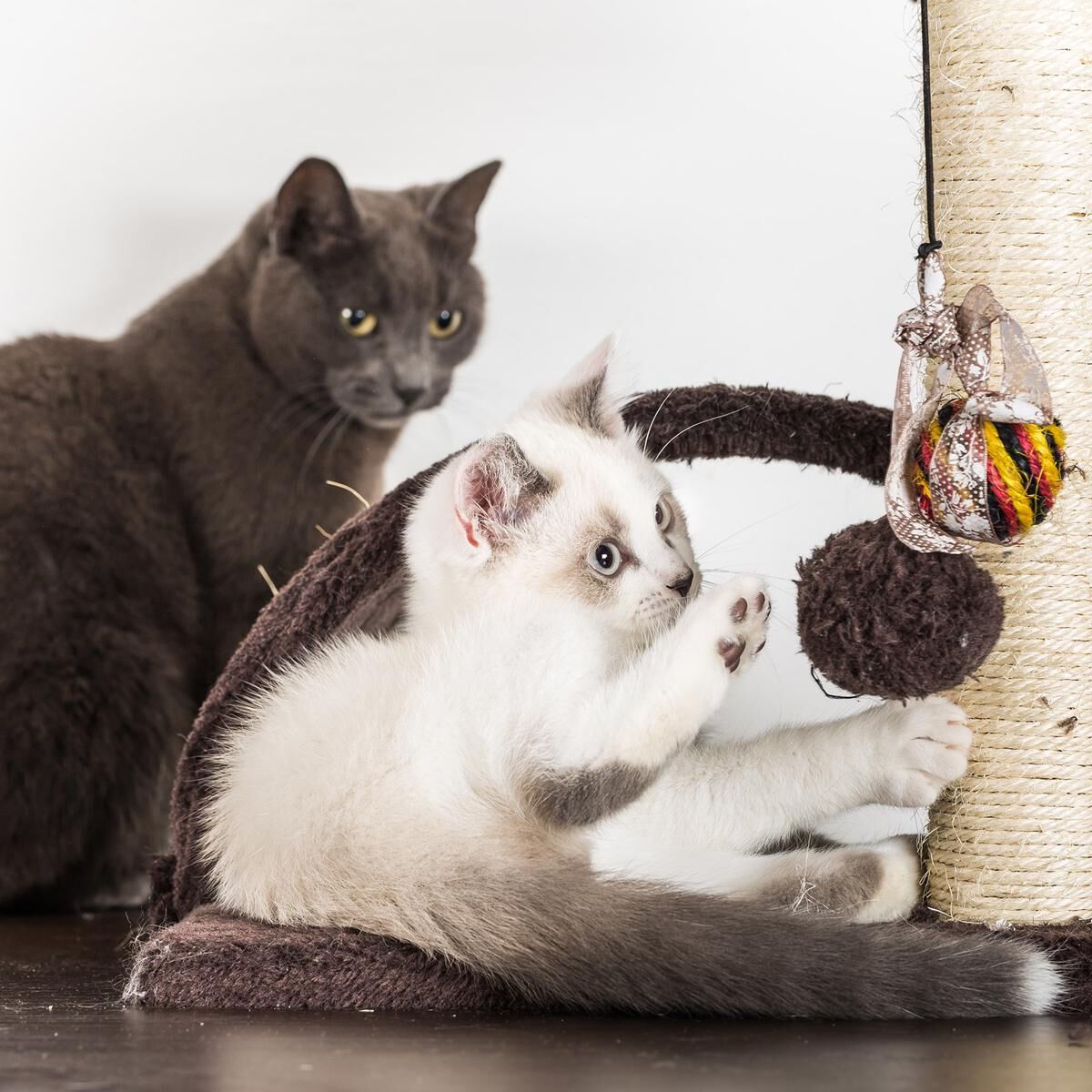 3 tier top cat toy