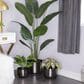 Maple and Jade Planter in Black (Set of 3), , large
