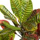 Maple and Jade 49" Artificial Foliage in Green, Red, Brown and White, , large