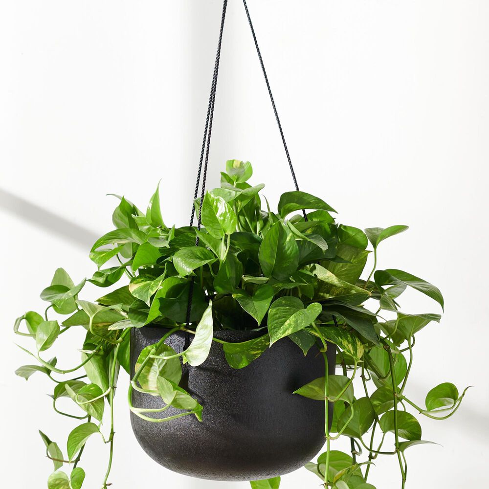 Safavieh Rancer Patio Planter in Black, , large