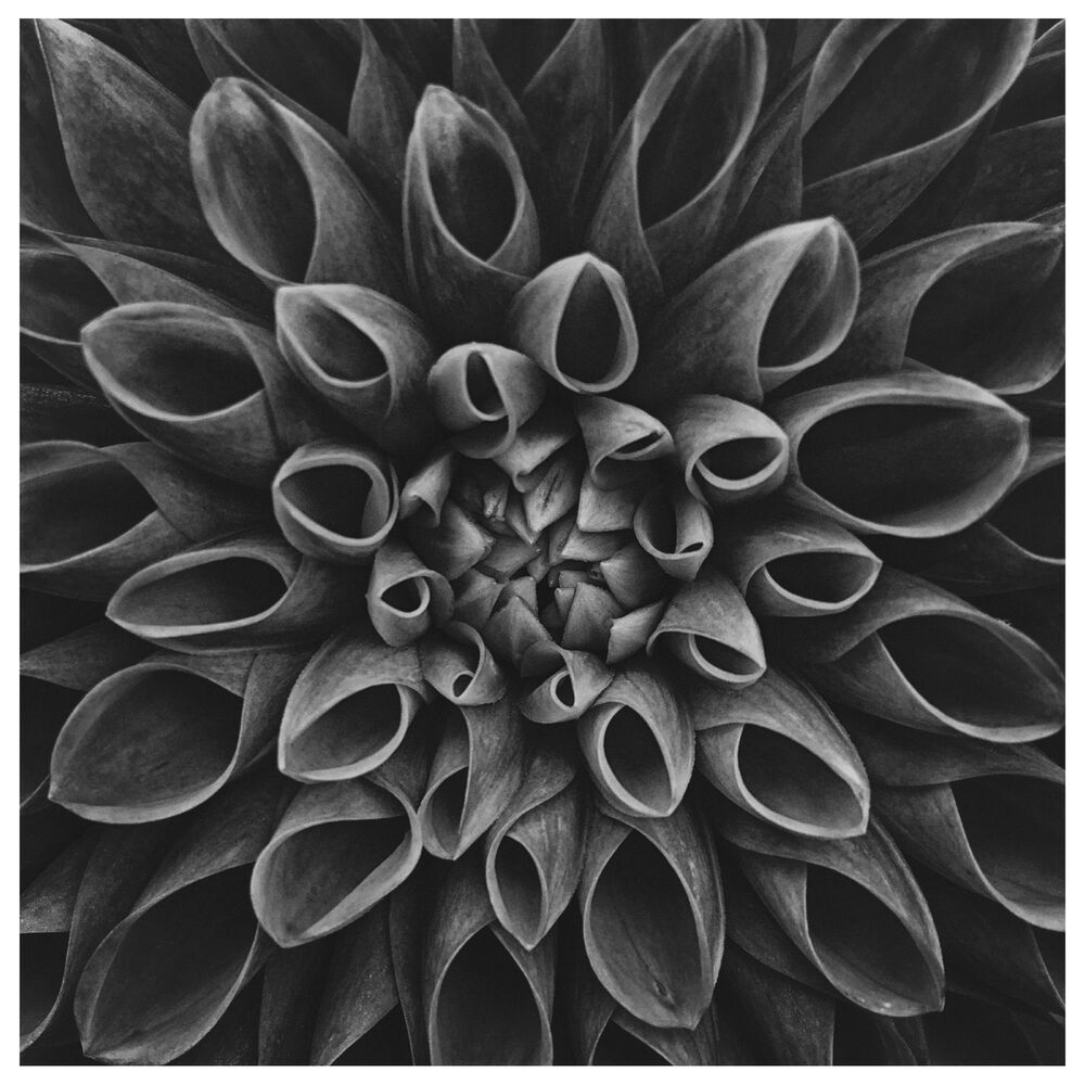 Timberlake Lotte Gronkjar 'Dahlia Low Key' 35" x 35" Canvas Art, , large