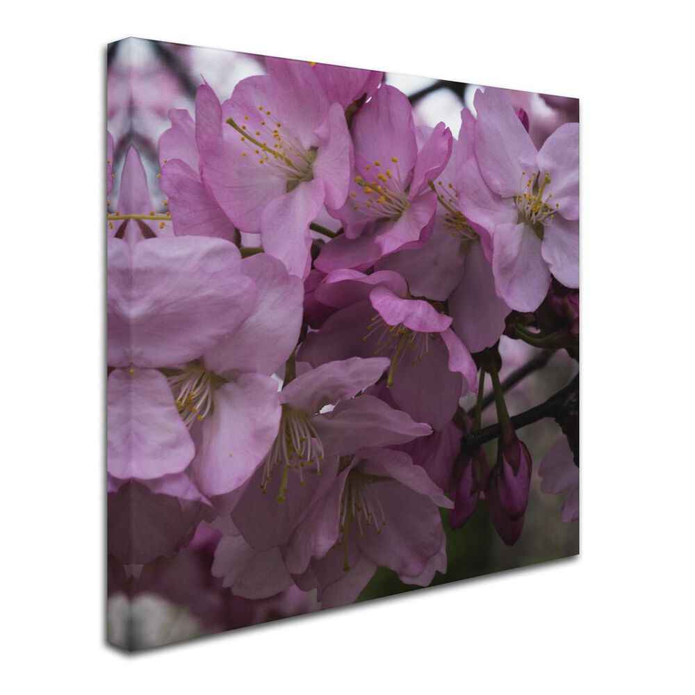 Timberlake 14&quot; x 14&quot; Cherry Blossom Cluster Canvas Art, , large