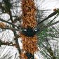 The Gerson Company 3" Pre-Lit Hard Needle Tips Hinged Tree in Green, , large